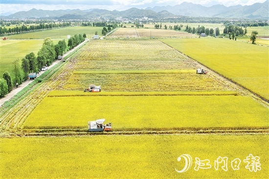 莘村村位于“廣東第一田”萬(wàn)畝高產(chǎn)示范片核心區(qū)，科技賦能的強(qiáng)勁浪潮以磅礴之勢(shì)重塑這片土地的面貌與內(nèi)核，煥發(fā)全新生機(jī)與活力。