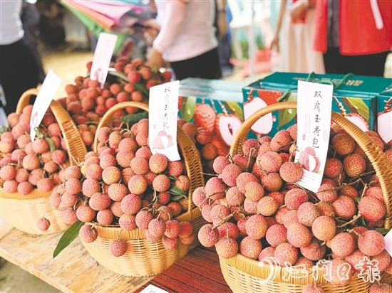 北陡鎮(zhèn)的雙肩玉荷包荔枝錯峰上市。
