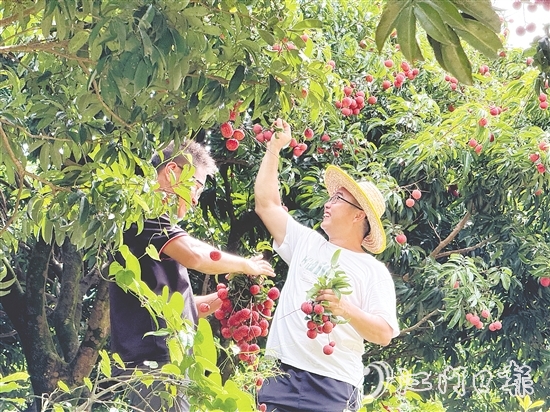 游客開心采摘荔枝，果園內(nèi)一片歡聲笑語。