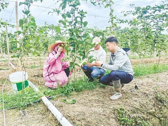 向成（右）與村民探討黃金百香果種植技術(shù)。