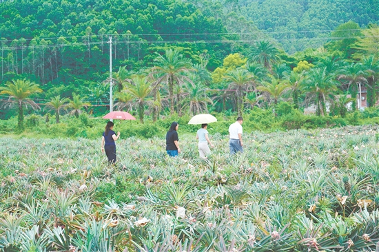 游客到田里摘鳳梨。