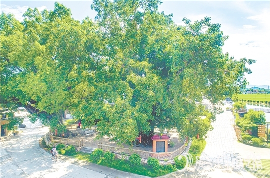 廣海鎮(zhèn)靖安村緊緊圍繞得天獨(dú)厚的“綠色瑰寶”，全力打造獨(dú)具“海絲”風(fēng)情的菩提古樹(shù)公園。