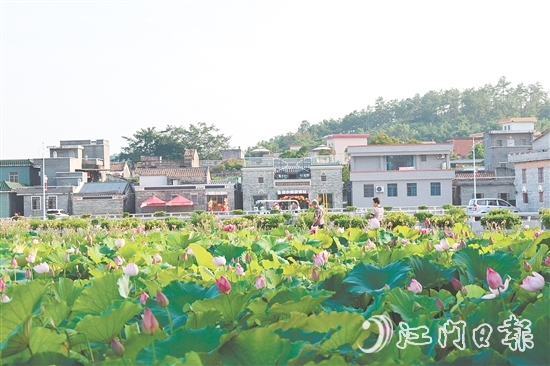 荷花嘉年華開幕以荷為紐帶，精心策劃多個特色環(huán)節(jié)，為游客帶來沉浸式體驗。
