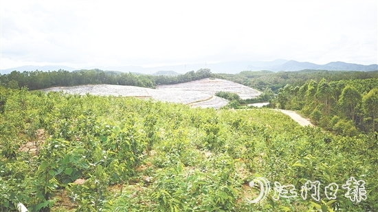 鶴城鎮(zhèn)坑尾村搶抓政策機(jī)遇，整合土地資源，成功引入廣東華南鶴香農(nóng)業(yè)發(fā)展有限公司投資約2億元，孵化沉香產(chǎn)業(yè)“一條鏈”。