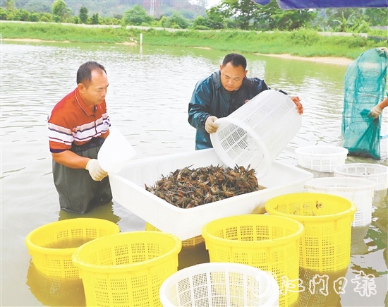 桃源蟠光村大力發(fā)展澳洲藍(lán)龍蝦養(yǎng)殖產(chǎn)業(yè)，村集體經(jīng)濟(jì)每年增收15萬元。