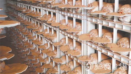 健芝緣的生產(chǎn)基地，整齊排列的靈芝栽培車(chē)間格外引人注目，潔凈的無(wú)土化管理體系清晰可見(jiàn)。