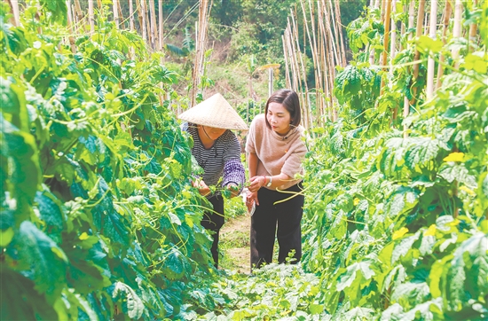 黃梅芳（右）深入田間，查看農(nóng)作物長勢。