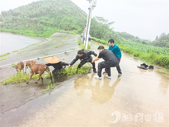 東成鎮(zhèn)黨員干部在巡查時，發(fā)現(xiàn)8頭散養(yǎng)家牛因受驚失控被困，迅速開展救援。
