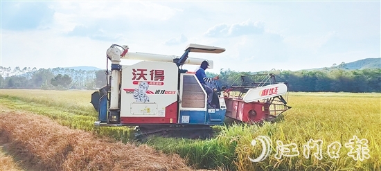 截至7月20日，恩平全市早稻收割進(jìn)度已達(dá)98.4%，預(yù)計(jì)總產(chǎn)量約7.62萬(wàn)噸。