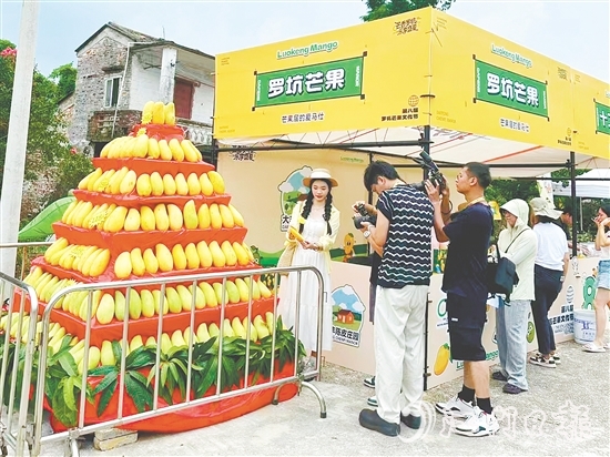 “芒果金字塔”吸引眾多游客前來打卡。