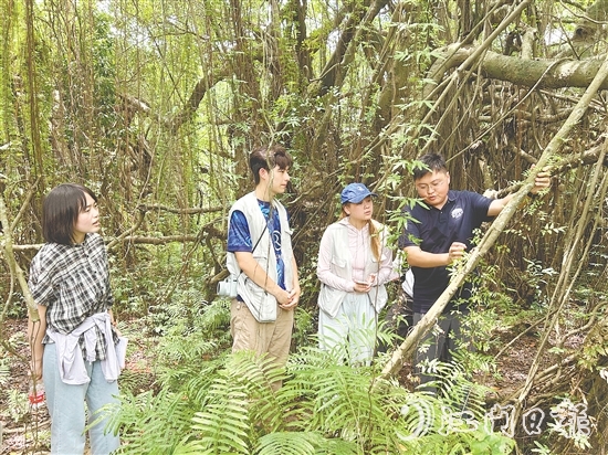 華南農(nóng)業(yè)大學(xué)植物保護(hù)學(xué)院團(tuán)隊(duì)實(shí)地考察新會(huì)小鳥天堂國(guó)家濕地公園古榕島。