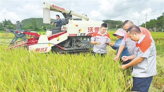 臺(tái)山市強(qiáng)化國(guó)資國(guó)企擔(dān)當(dāng)，聚焦農(nóng)戶(hù)“賣(mài)糧難、曬糧難”等痛點(diǎn)，精準(zhǔn)破解涉農(nóng)難題。