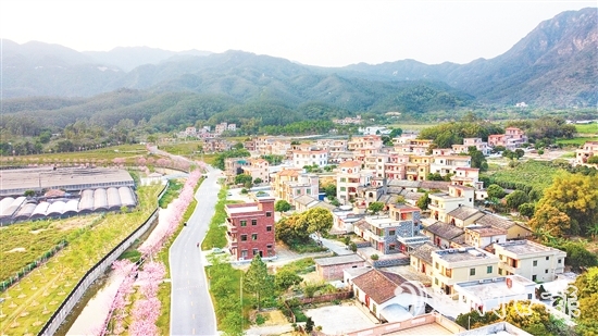 每到花期，鶴城鎮(zhèn)城西村的櫻花大道便會(huì)披上“粉裝”。
