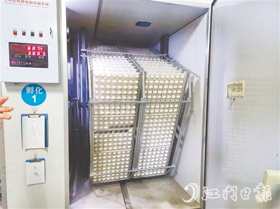 馬岡鵝苗孵化中心配備鵝苗孵化機(jī)40臺，年孵化總量達(dá)到400萬只，年產(chǎn)值超過1.2億元。