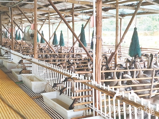 馬岡鵝從田間地頭的“土特產(chǎn)”升級為市場認(rèn)可的“金招牌”。