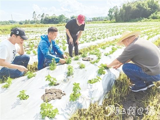 大廠村是馬岡鎮(zhèn)知名的涼粉制作大村，村里約有13公頃（200多畝）的涼粉草種植基地。