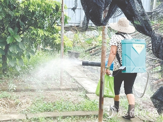 新會(huì)區(qū)安排消殺隊(duì)伍每周多次開展覆蓋式藥物噴灑，通過系統(tǒng)化滅蚊作業(yè)，降低疾病傳播風(fēng)險(xiǎn)。