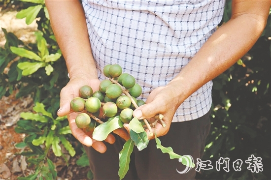 新連村澳洲堅(jiān)果種植基地堅(jiān)果樹結(jié)出的果子碩大無比。