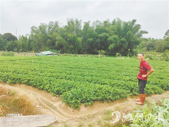 眼見推廣種植花生新品種效益高，收入增加了，南中村村民喜笑顏開。