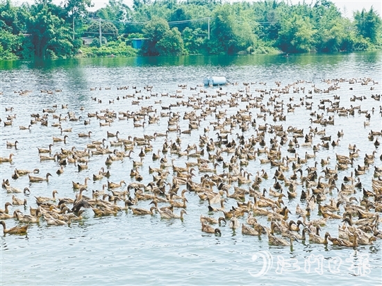 赤水鎮(zhèn)以麻鴨為起點(diǎn)，走特色鮮明的鄉(xiāng)村振興路。