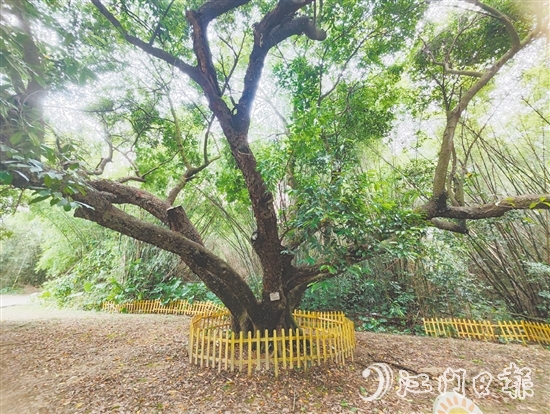 在人大監(jiān)督推動(dòng)下，開(kāi)平市368棵古樹(shù)全部登記在冊(cè)，掛上保護(hù)牌。
