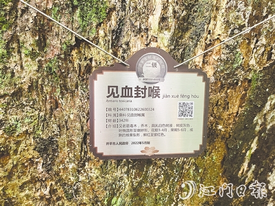 大沙鎮(zhèn)在人大代表推動(dòng)下，為見(jiàn)血封喉樹(shù)制訂專項(xiàng)保護(hù)方案，建立古樹(shù)“健康臺(tái)賬”。