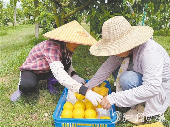 新一蓮塘生態(tài)園是三合鎮(zhèn)重點(diǎn)農(nóng)文旅項(xiàng)目之一，園內(nèi)黃晶果上市。