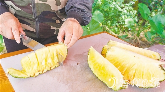 “黃金龍”鳳梨?zhèn)€頭大，果肉香甜爽脆、汁水豐富，實測糖度為14度。