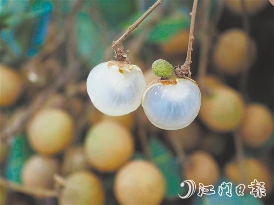 云鄉(xiāng)儲良龍眼有著果大肉厚、清甜爽脆的特點。