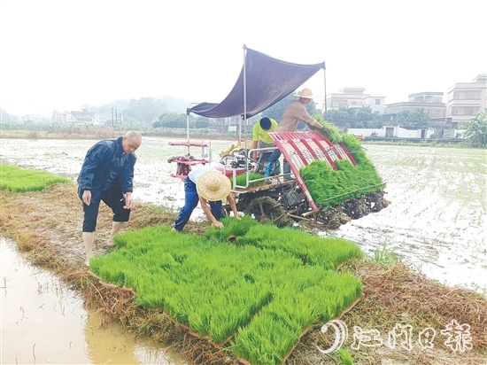 智富強村公司啟動晚稻種植項目，通過對接第三方專業(yè)機構(gòu)，為項目提供技術(shù)支持，實現(xiàn)耕種環(huán)節(jié)機械化。