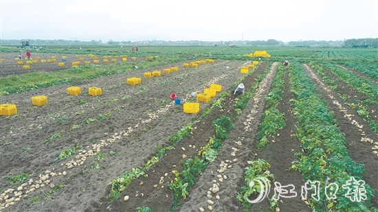 恩平是廣東省內(nèi)一流的馬鈴薯生產(chǎn)基地，“土豆米”項目的落地，將顯著提升恩平馬鈴薯的附加值，完善產(chǎn)業(yè)鏈條，推動產(chǎn)業(yè)升級。
