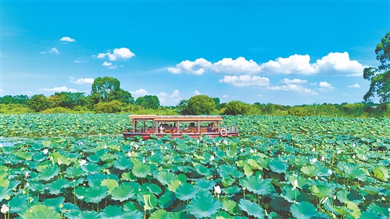 在江門古勞水鄉(xiāng)旅游區(qū)，乘船賞荷是暑假熱門項(xiàng)目之一。