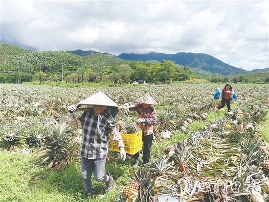 隨著金鉆鳳梨等農(nóng)產(chǎn)品走俏市場(chǎng)，農(nóng)業(yè)產(chǎn)業(yè)鏈條加速延伸，“那吉優(yōu)品”的知名度不斷攀升。