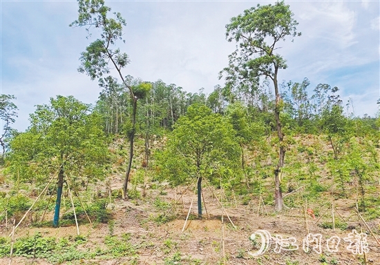 今年年初在圭峰山種下的樹苗，現(xiàn)在正茁壯成長。