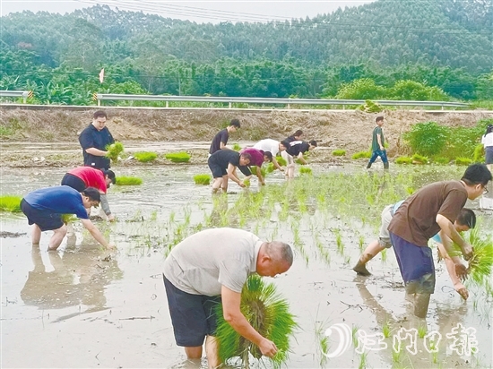 鶴城鎮(zhèn)的20余名鎮(zhèn)、村干部卷起褲腿、赤腳踩進(jìn)泥濘的水田，與當(dāng)?shù)剞r(nóng)戶一起開展插秧作業(yè)，助力秋耕生產(chǎn)。