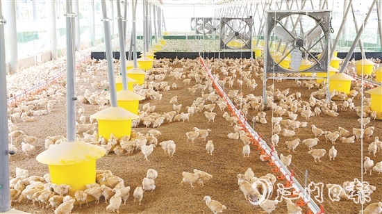智能化管理系統(tǒng)全方位改善養(yǎng)殖環(huán)境，實現(xiàn)科學(xué)養(yǎng)殖。