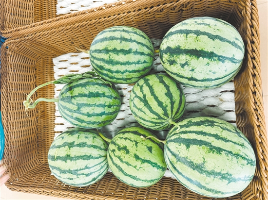 厚承陳皮文化生態(tài)園內(nèi)，西瓜等成熟作物已經(jīng)被摘下來。