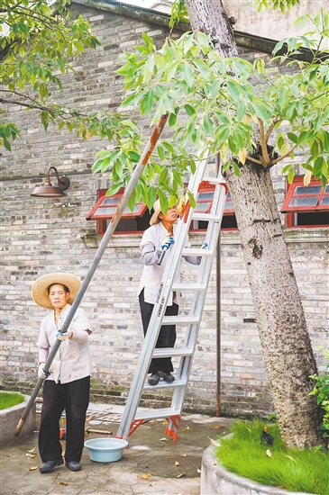 赤坎華僑古鎮(zhèn)積極部署，對(duì)園區(qū)內(nèi)的大量文物古跡和古樹(shù)進(jìn)行加固。景區(qū)供圖