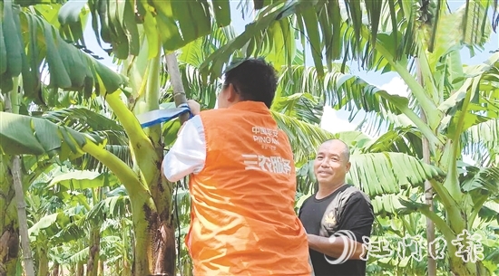 平安產(chǎn)險(xiǎn)江門中支農(nóng)險(xiǎn)專員手把手指導(dǎo)農(nóng)戶加固蕉棚。