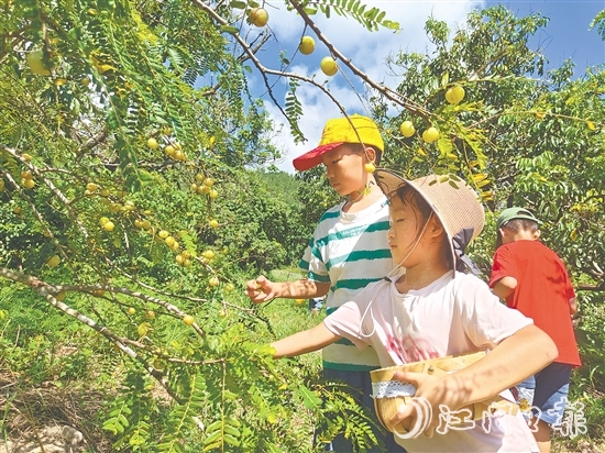 小朋友采摘甘油果，為制作果茶準(zhǔn)備原料。
