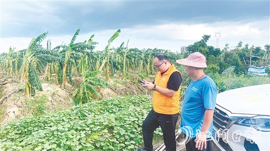 平安財險的工作人員利用無人機為潘鏡超的香蕉種植場航拍定損。