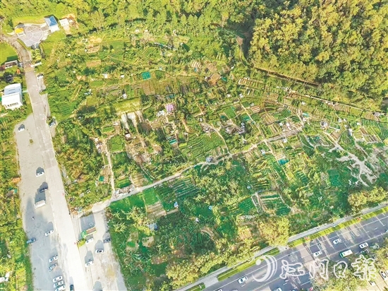 整改前：溫泉路西門花苑一帶閑置用地被附近居民“圈地”種菜，是蚊蟲孳生高風(fēng)險區(qū)。