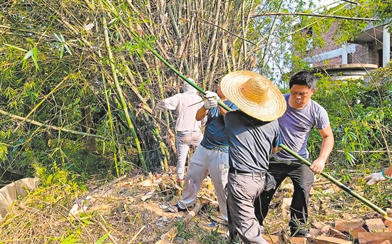 村民義工隊到藍(lán)田村小組清理竹林，為建設(shè)環(huán)村路騰出位置。