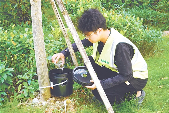 工作人員在益蚊擴散站定期投放沃爾巴克菌雄蚊蛹。