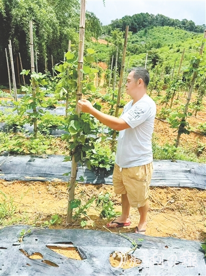 冼滿紅在種植基地察看粉葛生長情況。