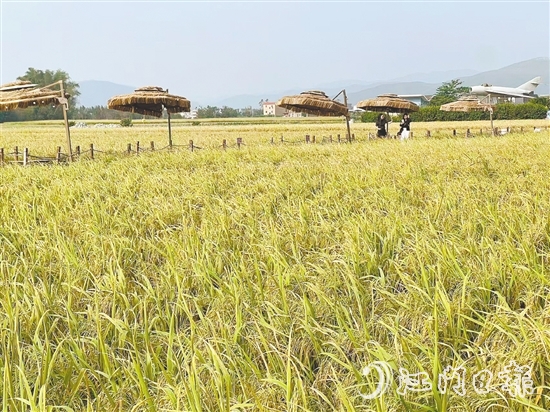 此時(shí)的牛江鎮(zhèn)，連片水稻進(jìn)入成熟期，金黃的稻穗在風(fēng)中輕輕搖曳。