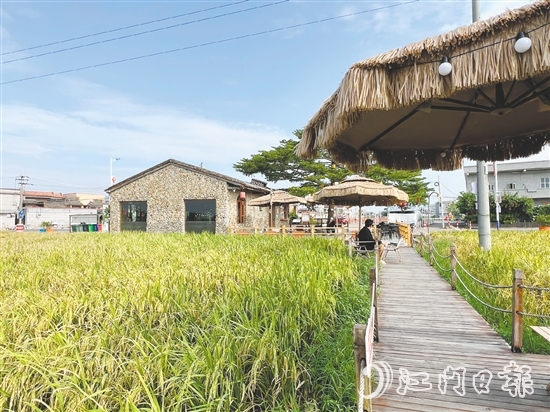 坐落在稻田旁的“牛欄咖啡”是熱門“打卡地”。