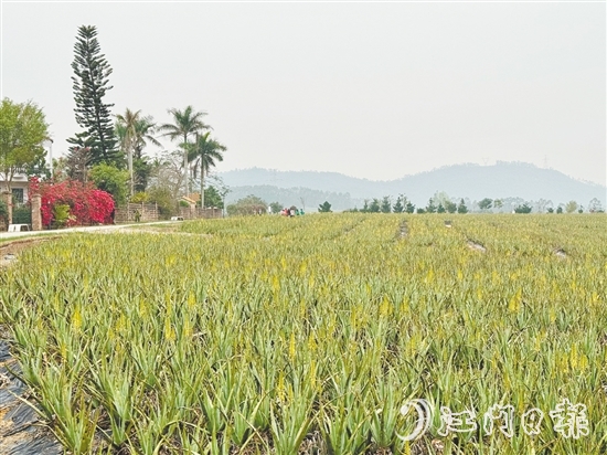 璦露德瑪蘆薈莊園作為臺山特色旅游景區(qū)，擁有優(yōu)美的自然風(fēng)光和獨特的蘆薈種植景觀。