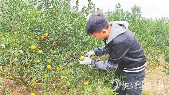 新會(huì)邁入二紅柑采摘季，柑果皮色轉(zhuǎn)黃。