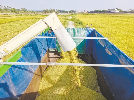 金色的稻谷如同“黃金瀑布”。